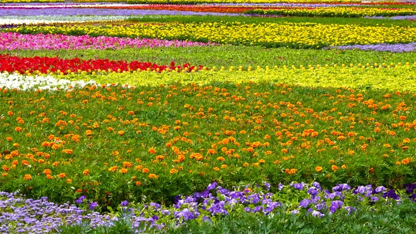 Blumenteppich — Stockfoto