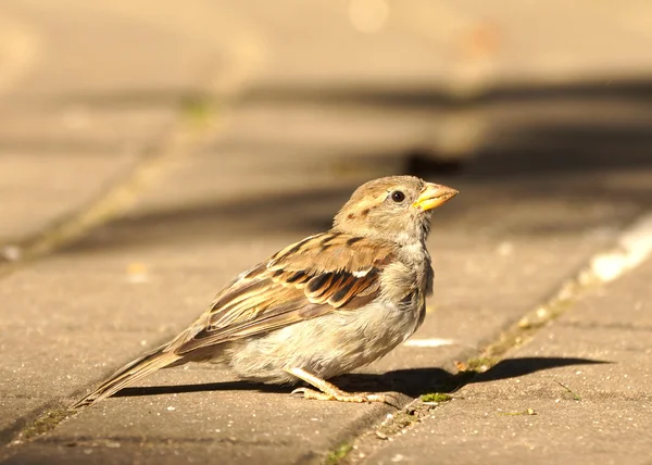 Urban sparrow — Stock Photo, Image