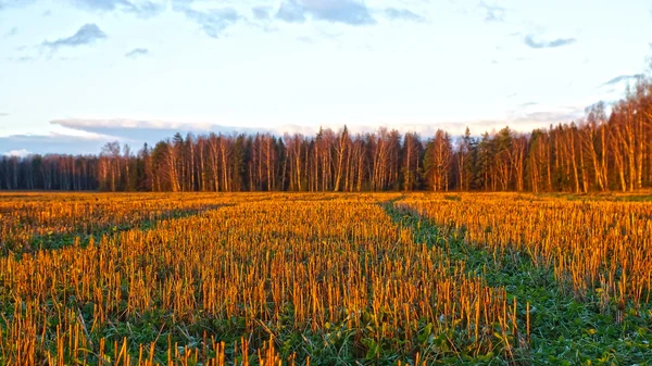 Осенний пейзаж. с соломенным полем на закате — стоковое фото