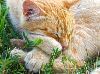 çimenlerde yatmak güzel kedi