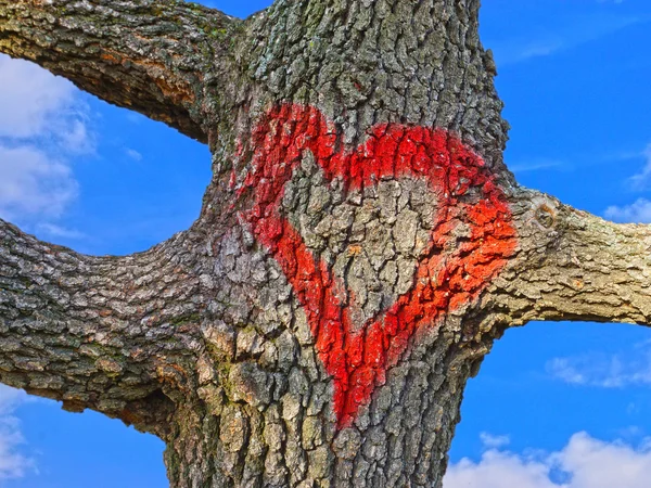 Червоне серце на корі дерева — стокове фото