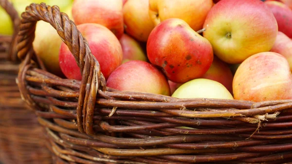 Manzanas maduras en la cesta —  Fotos de Stock