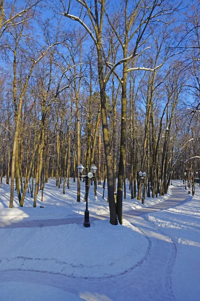 Winter alley in the park — Stock Photo, Image