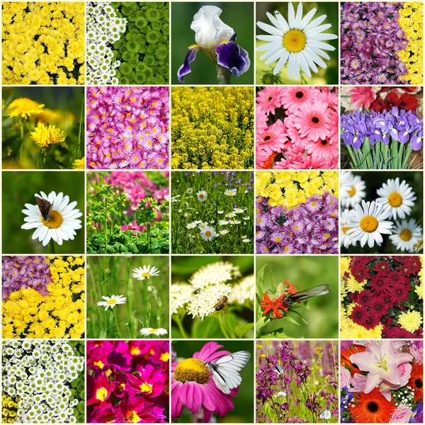 Collage aus blühenden Blumen — Stockfoto