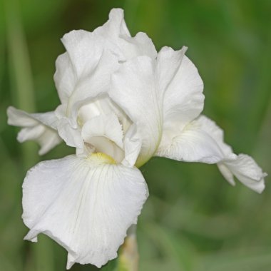 narin çiçek beyaz iris