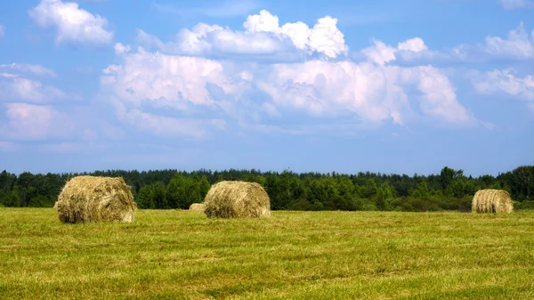 Summer field with hay bales — Stock Photo, Image