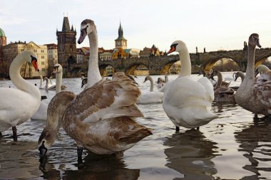 kuğular üzerinde charles bridge, prague, Çek Cumhuriyeti
