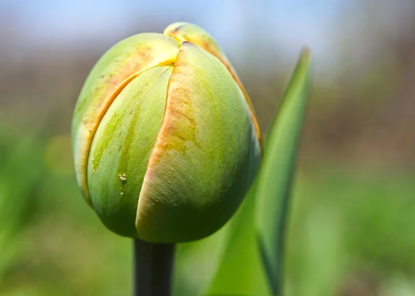 Lale bud — Stok fotoğraf