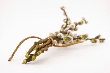 bir söğüt dalları üzerinde kabarık tomurcuklar