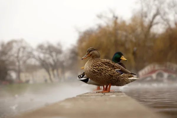 Enten auf einem Teich an einem nebligen Morgen — Stockfoto