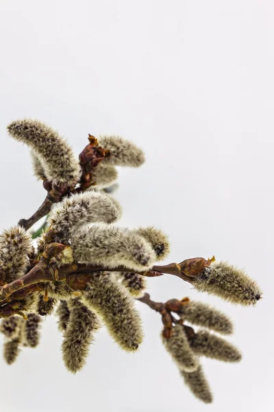 Fluffy buds on the branches of a willow — Stock Photo, Image