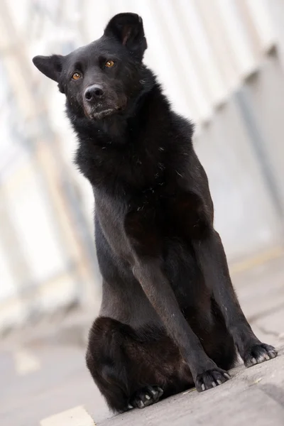 Großer schwarzer Hund — Stockfoto