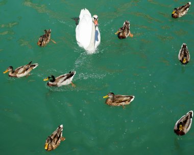 Kuğu ve ördekler gölde