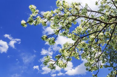 Mavi gökyüzüne karşı kiraz çiçekleri