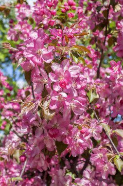 pembe elma çiçeği