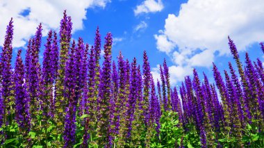 Mavi gökyüzü arka plan üzerine Eflatun çiçekler