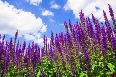 Mavi gökyüzü arka plan üzerine Eflatun çiçekler