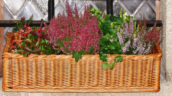 Lavender, cranberry and fresh herbs in a wicker basket on a wind — Stock Photo, Image