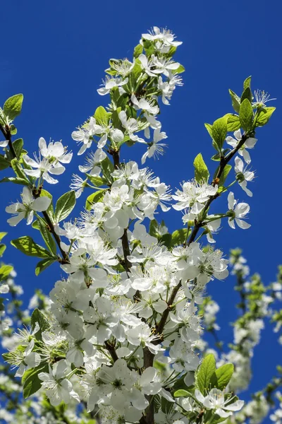 Fleurs de cerisier contre le ciel bleu — Photo