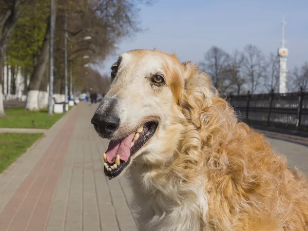 Chien russe "(Borzoi russe) race de chien domestique (Canis lup — Photo