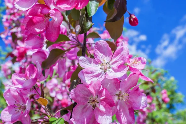 ピンクのリンゴの花 — ストック写真