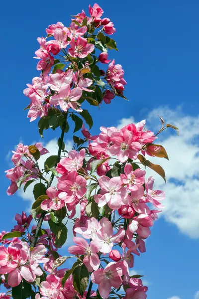 Manzana rosa florece — Foto de Stock