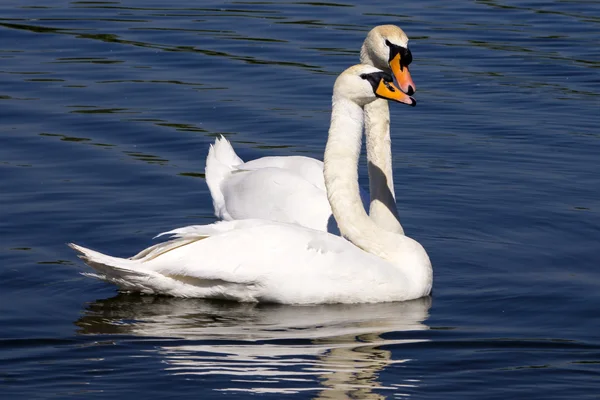 Cigni coppia innamorata — Foto Stock