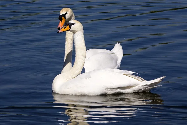 Cigni coppia innamorata — Foto Stock