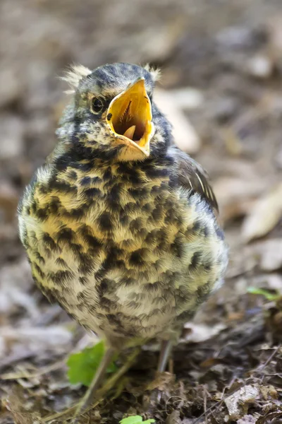 Forest bird (chick) — Stock Photo, Image