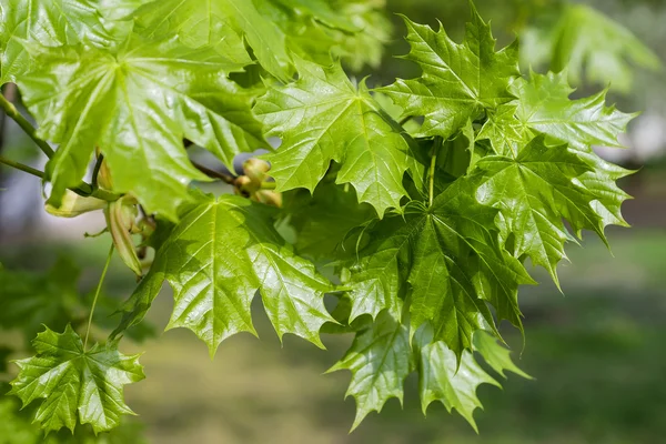 Rijp oranje sectionele — Stockfoto