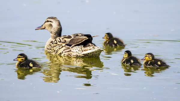 Eend familie — Stockfoto