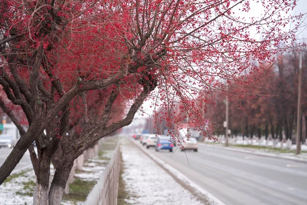 Winter city landscape. City transport is moving along a slippery snow-covered road. Decorative apple trees with tiny red apples are planted on the dividing strip. Selective focus.