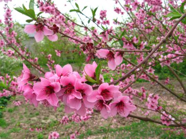 Bahar şeftali çiçeği Bahçe