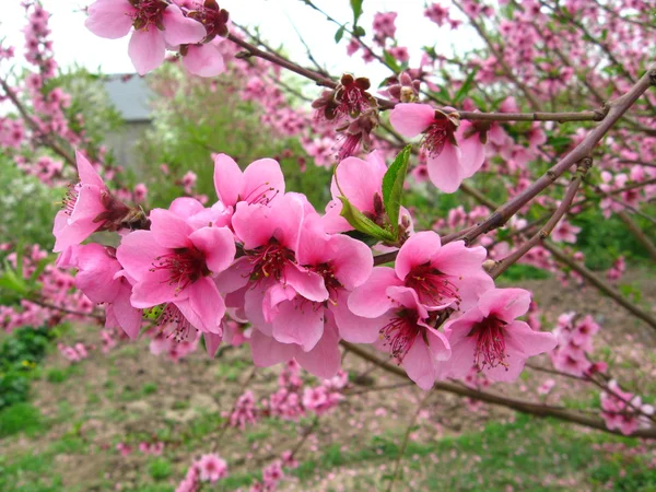 Jarní broskvové květy v zahradě — Stock fotografie