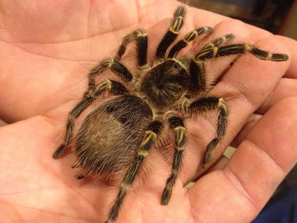 Tarantula