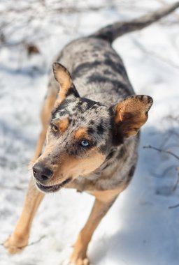 Avustralyalı çoban.