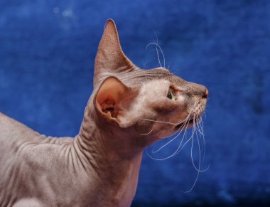 Donskoy Sphynx.