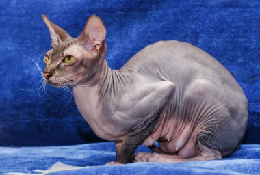 Donskoy Sphynx.