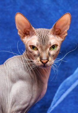 Donskoy Sphynx.