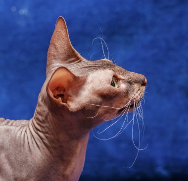 Donskoy Sphynx.