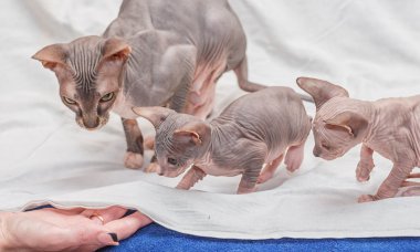 donskoy sphynx ailesi.