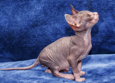 Donskoy Sphynx.