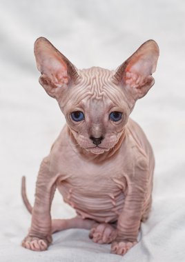 Donskoy Sphynx.