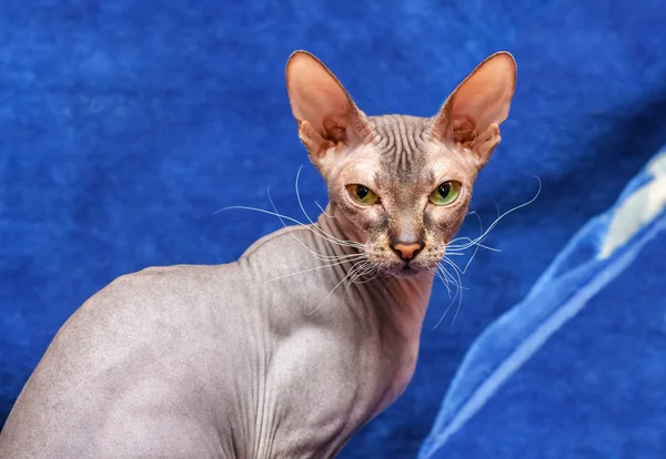 Donskoy Sphynx. — Stock Photo, Image