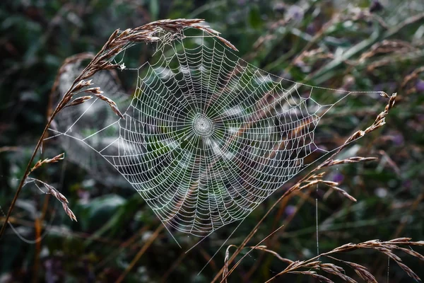 Spider web. — Stock Photo, Image