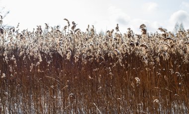 kurutulmuş bitkiler.
