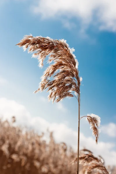 Planta seca . — Fotografia de Stock