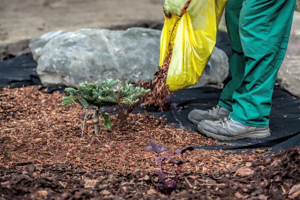 Jardinier déverse du paillis sous la brousse — Photo