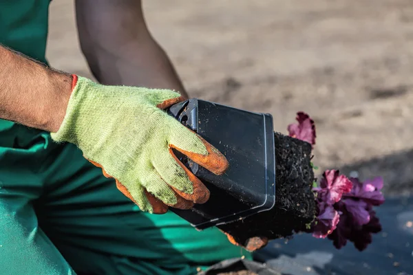 Planting from a pot — Stock Photo, Image