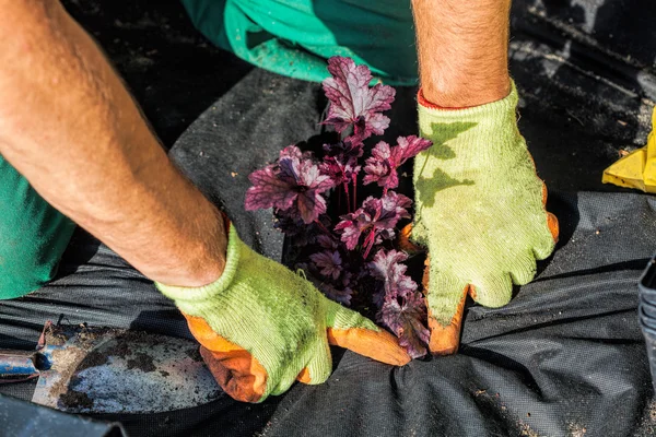 Plantio com um tapete de barreira — Fotografia de Stock